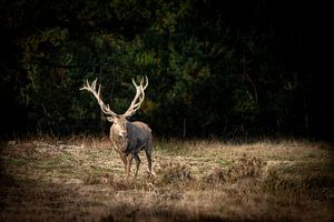 Rothirsch, König des Waldes von Jack Soffers