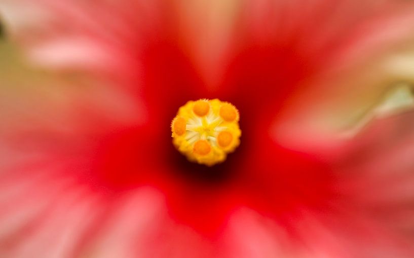 The Eye of the Flower by Laura Krol