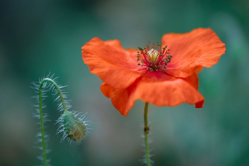 Red and green by Anita Mulder