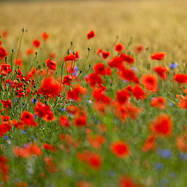 Leuchtend rote Mohnblumen neben einem Getreidefeld von Theo Felten