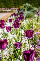 lila Tulpen