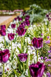 purple tulips by Franziska Pfeiffer