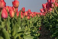 Tulip field