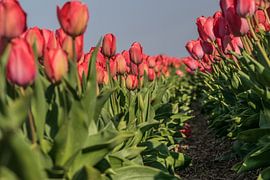 Tulip field by Stephan Scheffer