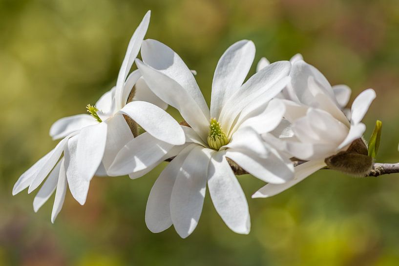 Stermagnolia and bokeh by John van de Gazelle fotografie
