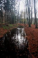 Dans les bois 2