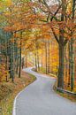 Route à travers la forêt d'automne par Michael Valjak Aperçu