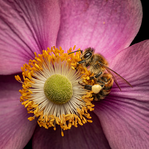 Unermüdliche Honigbiene auf einer rosa Anemone