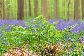 Forêt de Bluebell avec des fleurs de jacinthes sauvages et des fougères. sur Sjoerd van der Wal Photographie