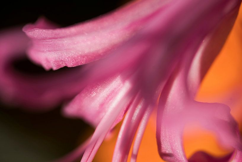 Lily par Mario de Lijser