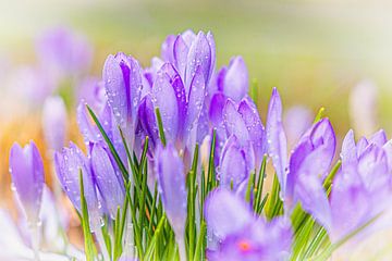 Voorjaar 2024 begint vroeg, krokus in bloei van Hélène de Groot Fotografie