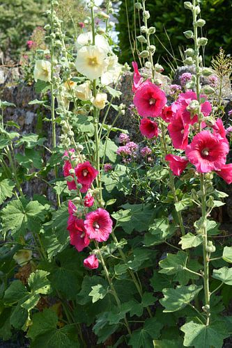 Hollyhocks