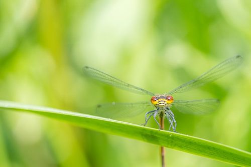 A red damselfly on a leaf