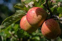 Drei rote Äpfel in einem Apfelbaum