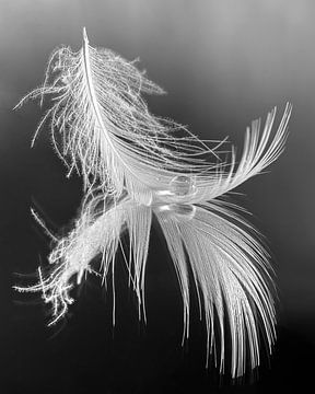 Rest in black - white and grey colours: A drop resting on a feather