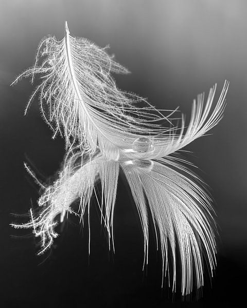 Rest in black - white and grey colours: A drop resting on a feather by Marjolijn van den Berg