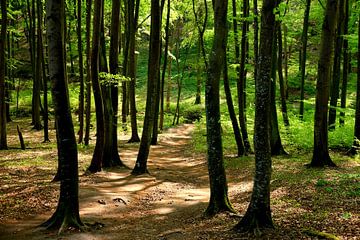 Frühlingswald von Ostsee Bilder