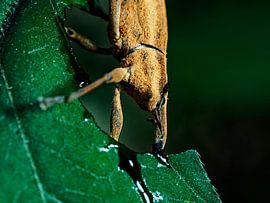 PHYLLOBIUS PYRI by Vincent BILLOTEY