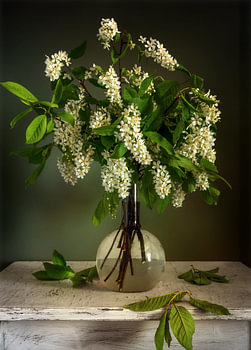 bouquet of bird cherry
