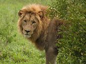 Majestic Lion Photo - Striking Pose Behind Bush in Kruger Park, South Africa Wildlife Print by Martijn Schrijver thumbnail