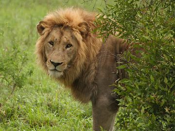 Photo de lion - Pose derrière un buisson dans le parc de Kruger, Impression faune et flore Afrique du Sud sur Martijn Schrijver