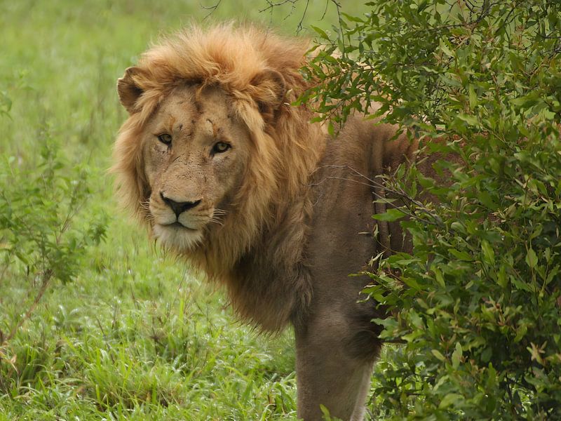 Majestic Lion Photo - Striking Pose Behind Bush in Kruger Park, South Africa Wildlife Print by Martijn Schrijver
