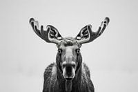 Imposanter Elch - Schwarzweißfotografie für Wildnisliebhaber
