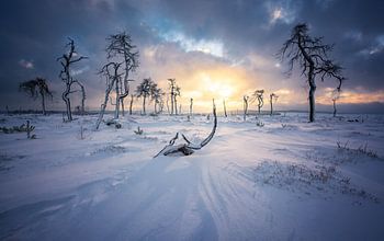 Noir Flohay Skeleton Trees
