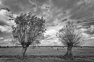 Waterland 05 van Peter Bongers thumbnail
