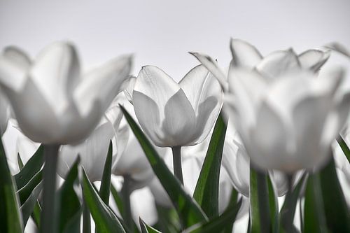 Witte tulpen in tegenlicht