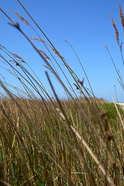 Vegetation im Wind auf der Kwade Hoek bei Goedereede von Ton Van Zeijl