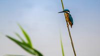 Ijsvogel