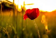 Poppy by Jacky Keeris thumbnail