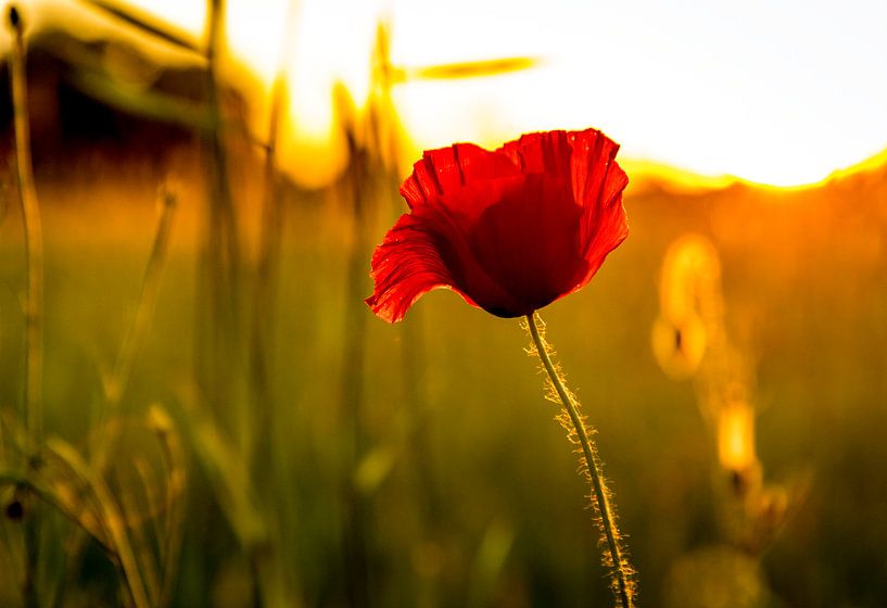 Poppy by Jacky Keeris