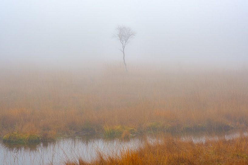 Junger Baum im nebligen See von Johan Vanbockryck
