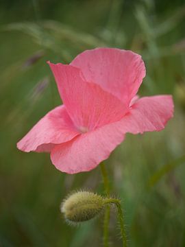 Klaproos roze van Anouk Beunen