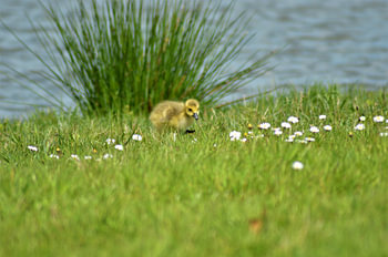 Gosling auf Abenteuerreise