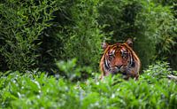 Portrait of a tiger
