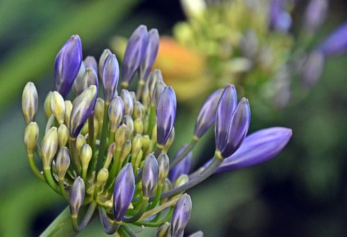 Knoppen van een blauwe Afrikaanse Juweellelie