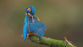 kingfisher by H. Kiewiet