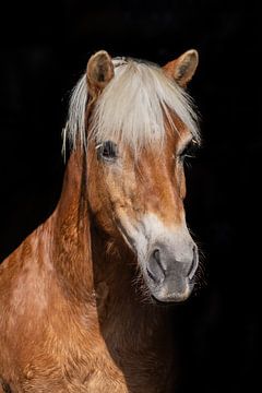 Dally by Eilandkarakters Ameland