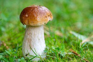 Gemeiner Steinpilz in einem Wiese von Animaflora PicsStock