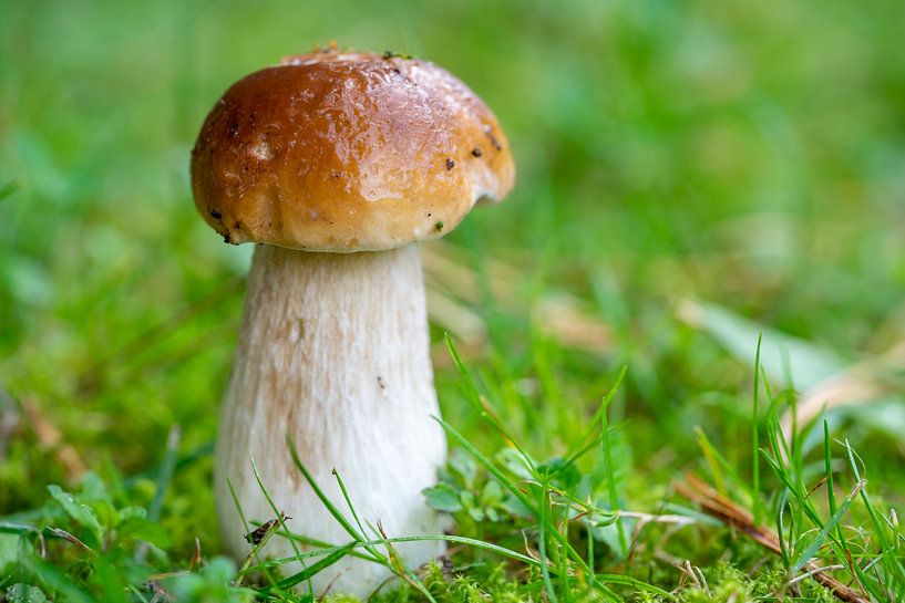 Boleten in een weide van Animaflora PicsStock