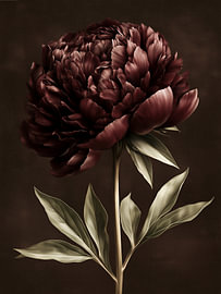 Dark Burgundy Peony Bloom by IamHomeStudio