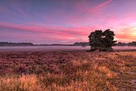 Morning glow on the moors by Fotografie Ronald thumbnail