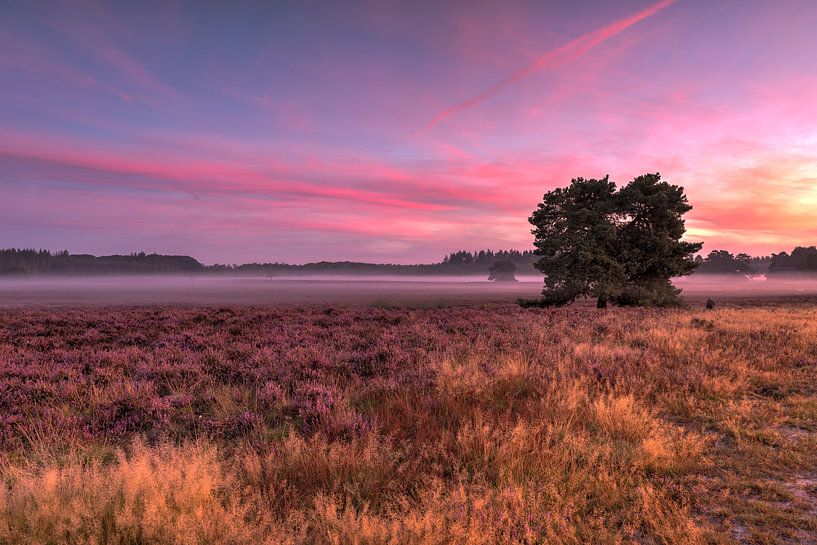 Morning glow on the moors by Fotografie Ronald
