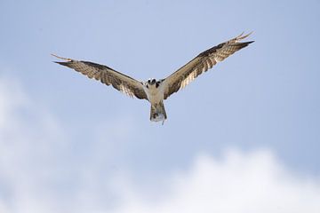 Visarend (Pandion haliaetus) met open vleugels en vis in klauwen bij de zoutpannen van Jan Kok op Curaçao. van Angelique Cathalina