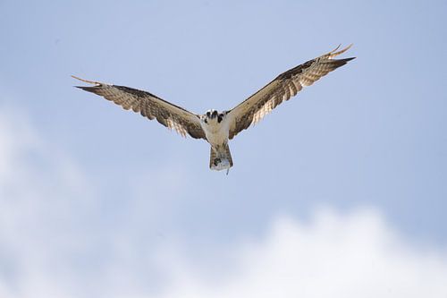 Balbuzard pêcheur (Pandion haliaetus) avec les ailes ouvertes et des poissons dans les serres sur les salines de Jan Kok à Curaçao.