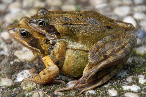 twee parende kikkers