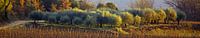 Panoramic photo of olive trees in evening light